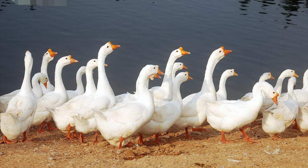 家禽業(yè)陷圍城，大叫“撐不住”！飼養(yǎng)量三年連