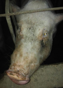 三元凈化清調(diào)補(bǔ)，養(yǎng)豬不用很辛苦